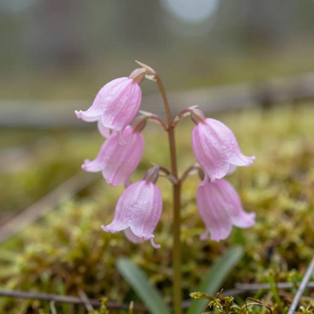 Twinflower with paired pink bell-shaped blossoms on a mossy forest floor